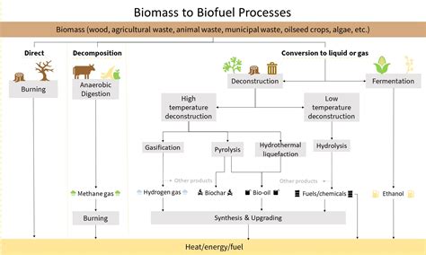 Sesame Seeds Biofuel Production and Sustainable Agriculture Practices!